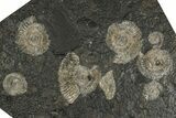 Fossil Ammonite Cluster - Posidonia Shale, Germany #350876-1